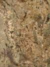 Golden Beach Granite Image