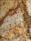 Oro Fino Granite Image